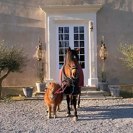 Chateau Saint Martin Bed and Breakfast