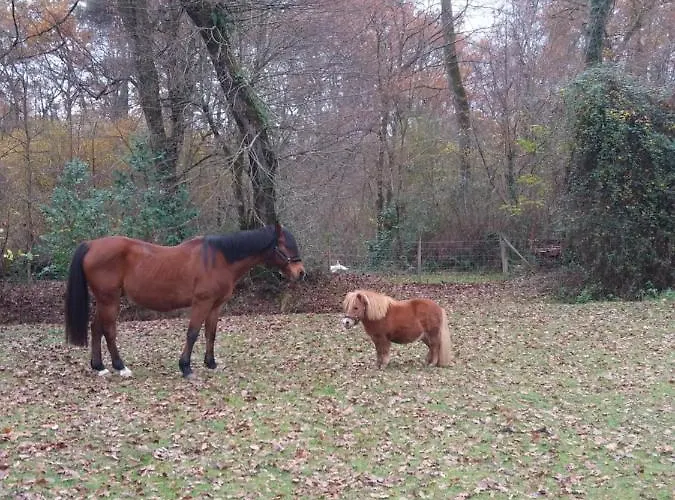 Chateau Saint Martin 3*